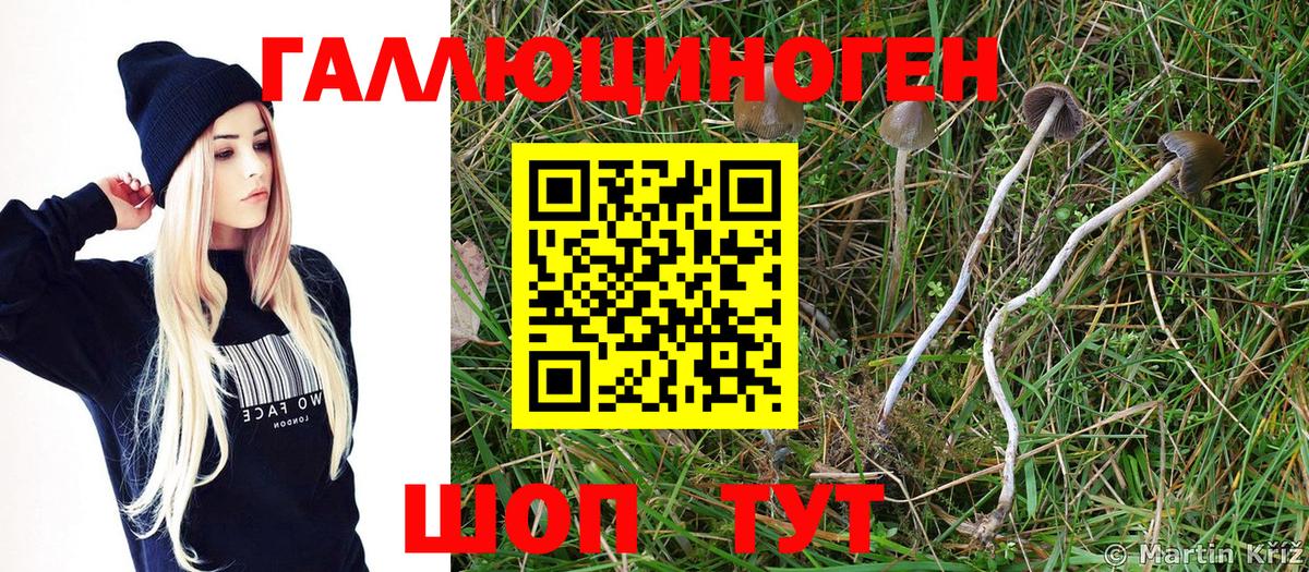продажа наркотиков  Псилоцибиновые грибы GOLDEN TEACHER  Галлюциногенные грибы Magic Shrooms  Вход с VPN  Волоколамск 